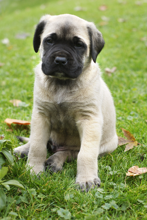 mastiff puppies for sale colorado
