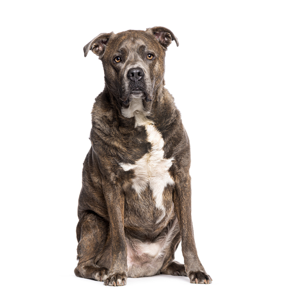 Brindle Mastiff: A Guide to This Unique and Majestic Breed