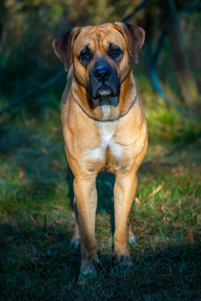 american mastiff