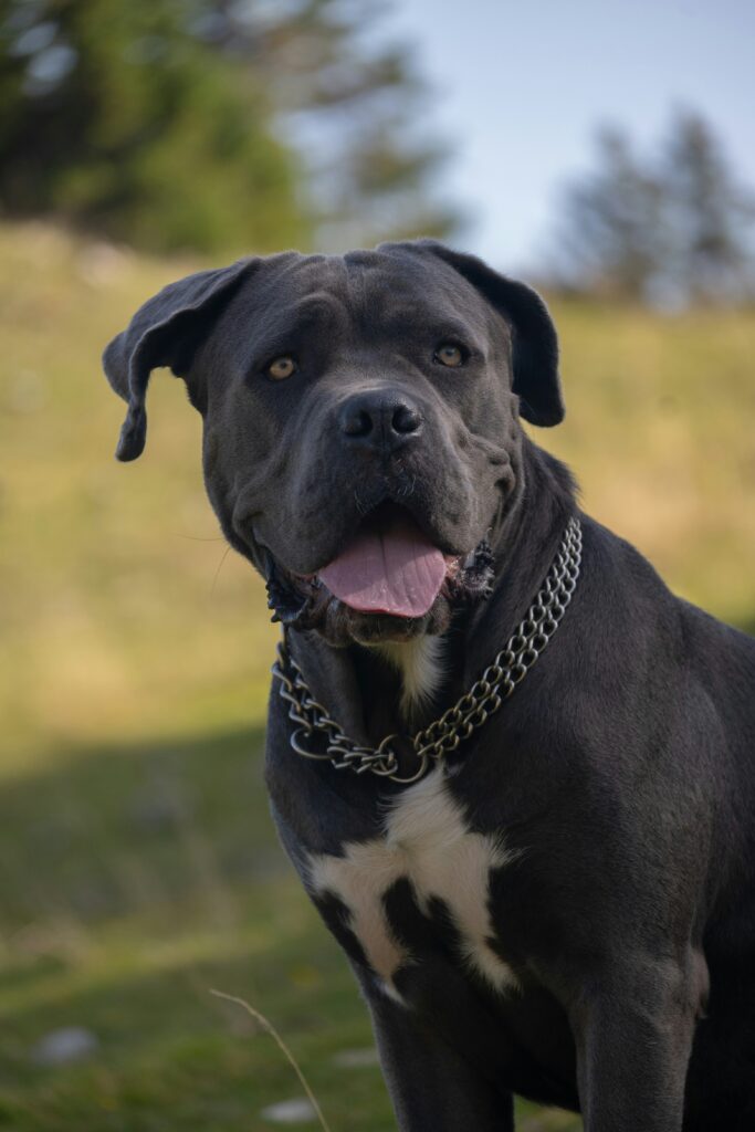 big dog breeds